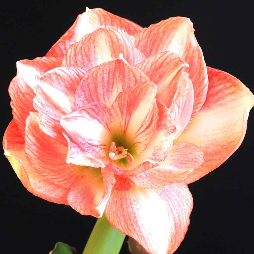 Amazon.co.jp: ITANSE 花球根 アマリリス(八重) ビューティフル